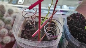 Электрокультура ч. 2, неожиданные результаты через 3 недели