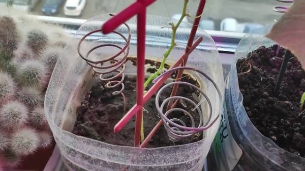 Электрокультура ч. 2, неожиданные результаты через 3 недели