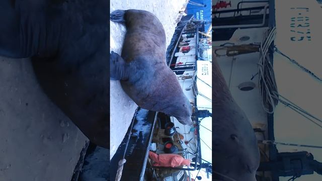 Северо-курильский Сивуч попрошайка- рыболов... смотреть онлайн