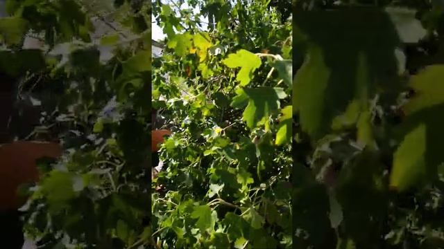 2 июля 2020 г. смотреть онлайн