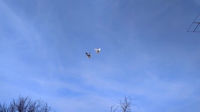 Николаевские голуби Драганова Виталя.