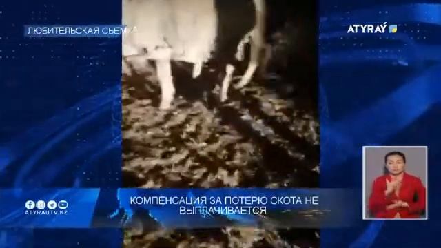 Компенсация за потерю скота не выплачивается смотреть онлайн