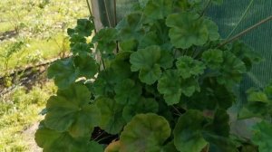 Пеларгонии, сравнение двух сортов Мерлизон1 И Мерлизон2.