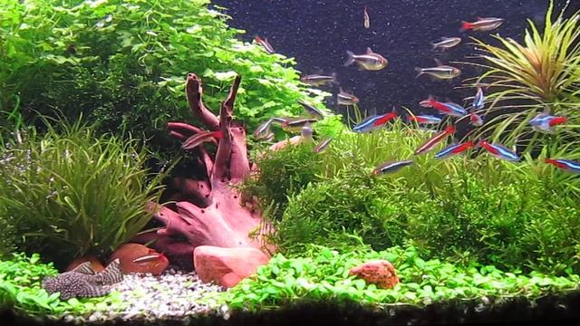Aquarium of amateur. 01.10.12 смотреть онлайн