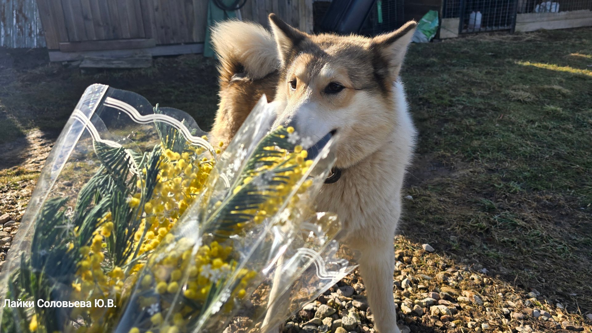 Щенкам лосиное лёгкое