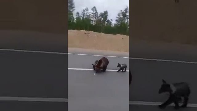 Медведица с медвежатами. смотреть онлайн