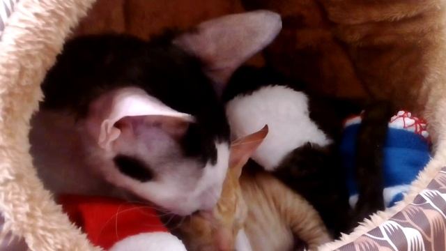 Это мои животные я их люблю 💕 очень смотреть онлайн