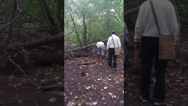 kenangan di pulau Puriri. 13 November 2021 смотреть онлайн