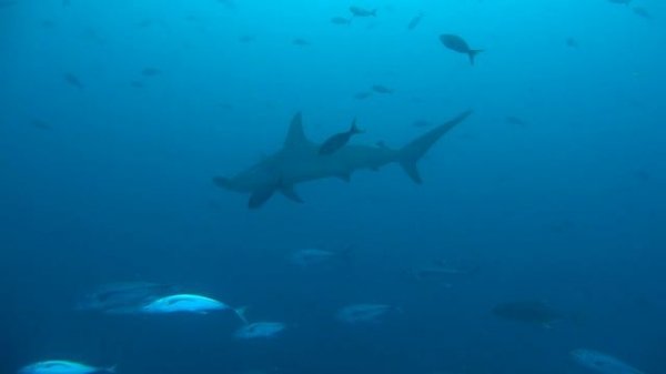 Galapagos Diving 2016