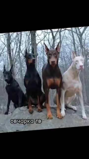 #эдит #dog #edit #собака #доберман смотреть онлайн