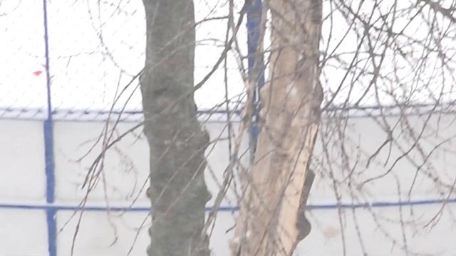 31.03.2020 Самоизоляция Трухлявый клен смотреть онлайн