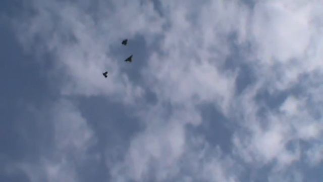 николаевские голуби 17.04.2020 смотреть онлайн