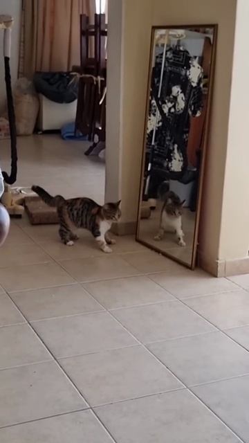 Кот первый раз тебя увидел в зеркало смотреть онлайн