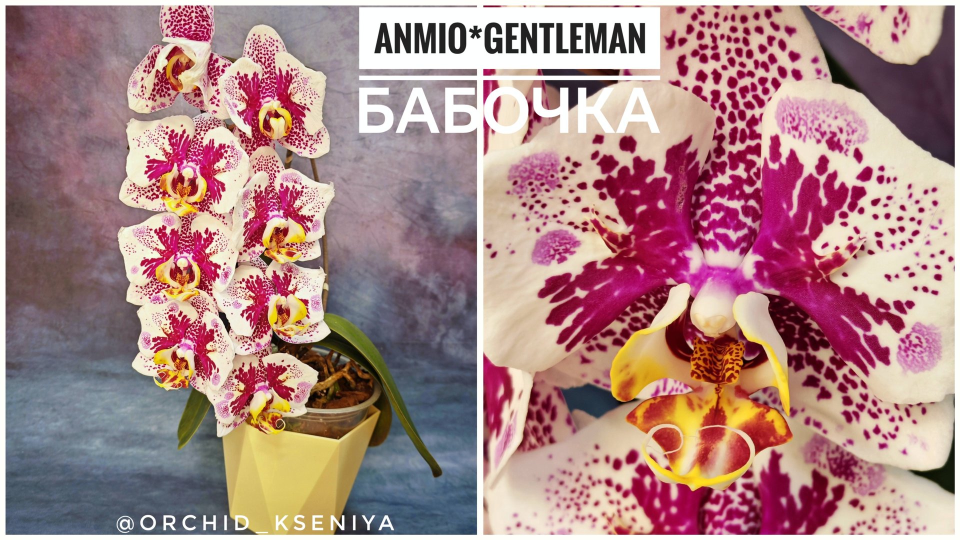 Phal. Anmio Gentleman ‘AN-6608’ 🎩 Цветение азиатской орхидеи бабочки Анмио Джентльмен 🌺 Обзор смотреть онлайн