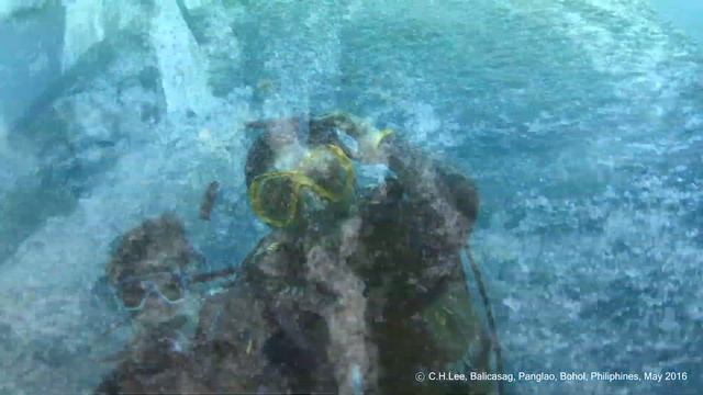 Scuba Diving at Balicasag, Bohol, Philippines смотреть онлайн