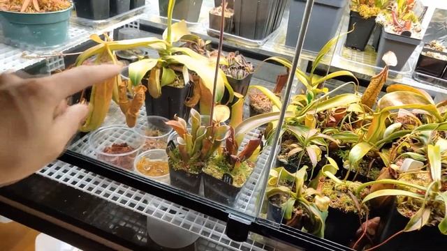 Highland Terrarium Build for Carnivorous Plants Part 6 - September 2021 plant tour смотреть онлайн