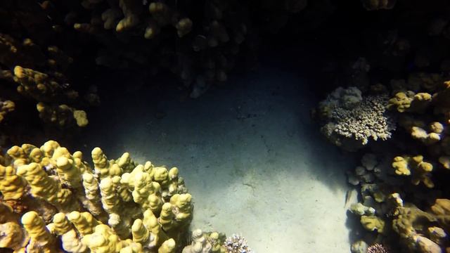 Aqaba Diving смотреть онлайн