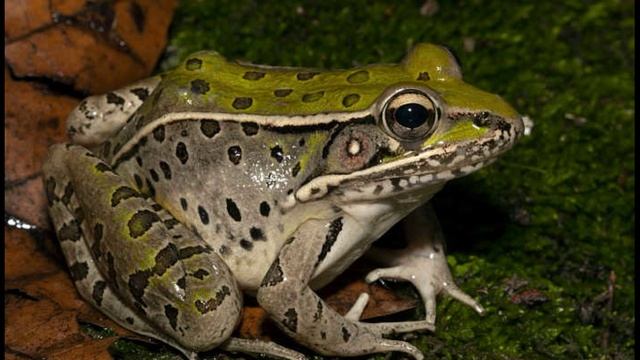 Класс амфибии. Урок по биологии для детей смотреть онлайн