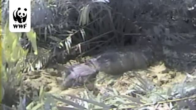 Javan rhino mother and calf caught on camera смотреть онлайн