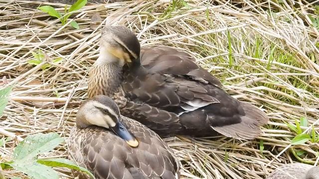 カモ親子0629D【鯉に驚く雛鳥】VS母。突然の置き去り。引っ越したカモ親子の安否。ヒヨドリ幼鳥の捕食コガネムシ。イシガメとハゼ。キジバトどアップ撮影。セグロセキレイ鳴き声。野鳥撮影と観察日記 смотреть онлайн