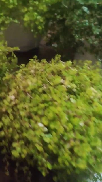 Солейролия #солейролия #почвопокровные #обзор #свойдом #цветы #растения #ампельные #любимица