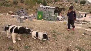 25.04.2024 Неожиданный ливень Во время Строительства Ее Платформы в жару