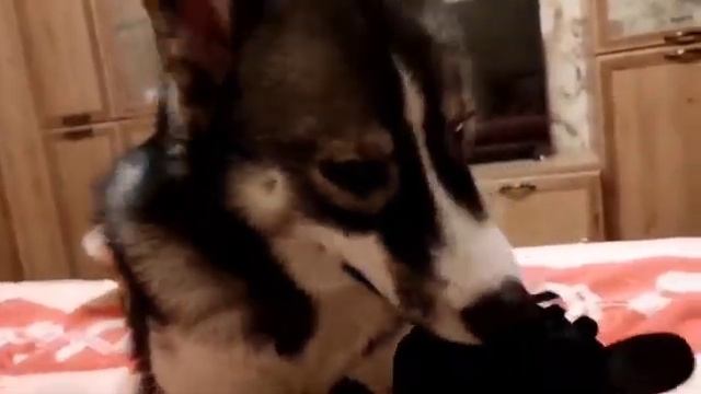 "Кусучий" зверь! смотреть онлайн