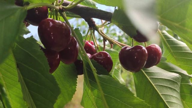 Lapins Cherries 2022 смотреть онлайн