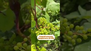 Виноград кишмиш Коринка Русская на севере Беларуси