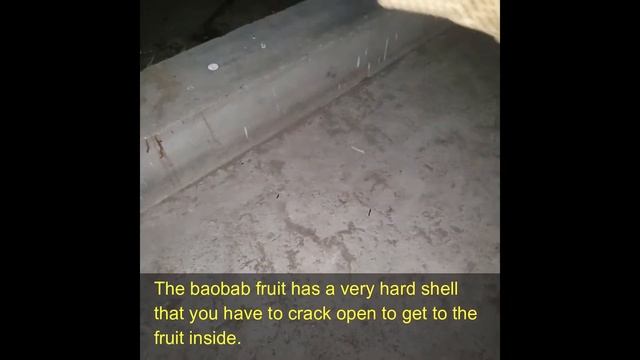 African Baobab Tree and Fruit смотреть онлайн