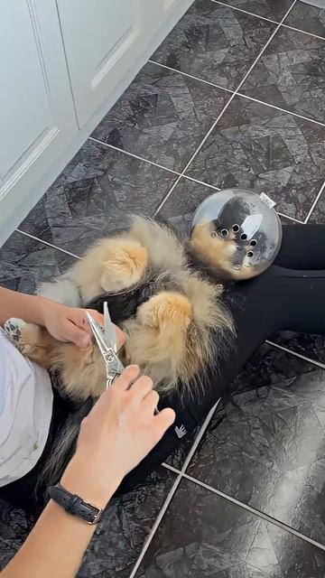 Собака смотреть онлайн