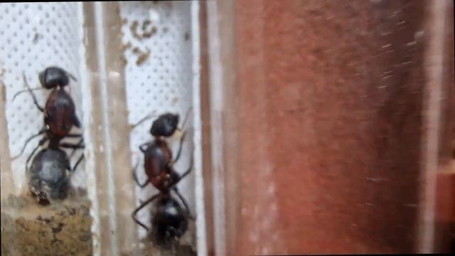 Camponotus Angusticollis, 5 Reines GIGANTESQUES, Une DINGUERIE !!!
