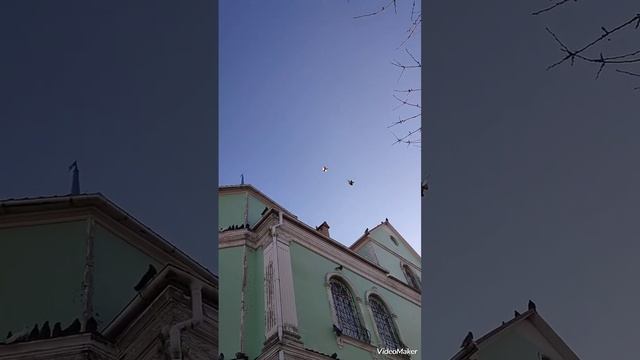 Николаевские голуби без ветра смотреть онлайн