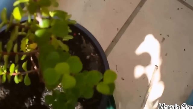 Raising Seedlings for the Vegetable and Patio Garden смотреть онлайн