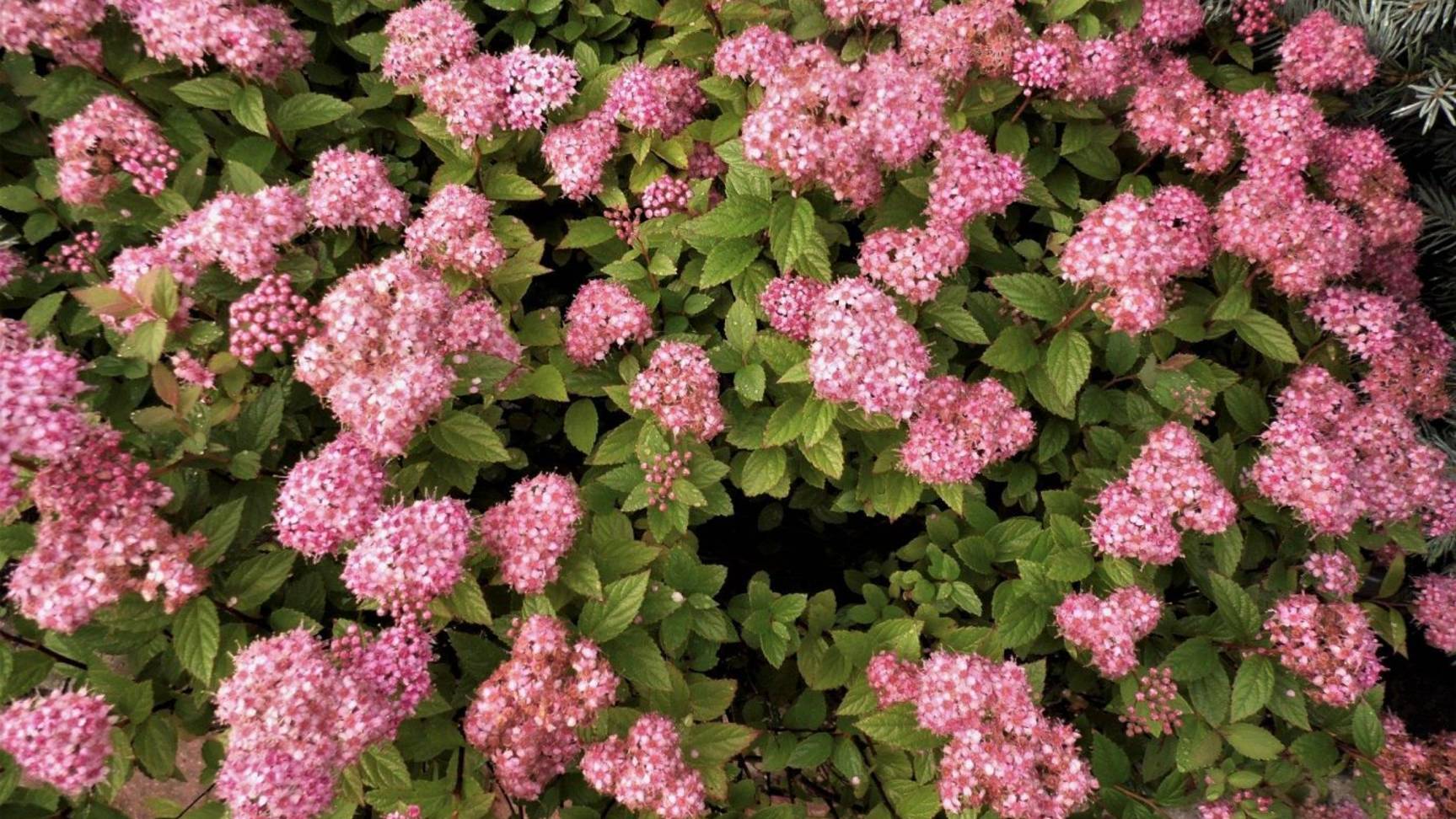 Спирея «Литл принцесс»