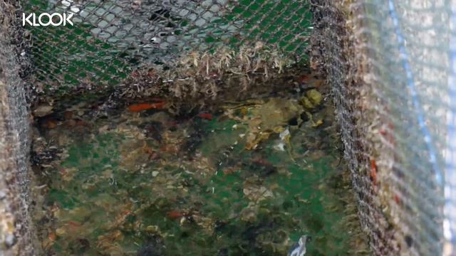 Smith Marine Floating Restaurant & Fish Farm - Freshest Kelong Seafood in Singapore! смотреть онлайн