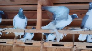 Тульский чиграш