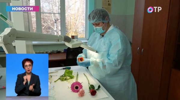 ТВ: Специалисты ФГБУ «ЦОК АПК» проверили цветы на карантинных вредителей