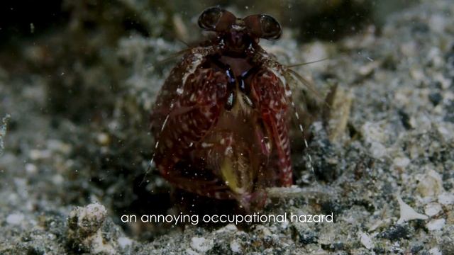 Spearing mantis shrimp hunting in slow motion смотреть онлайн