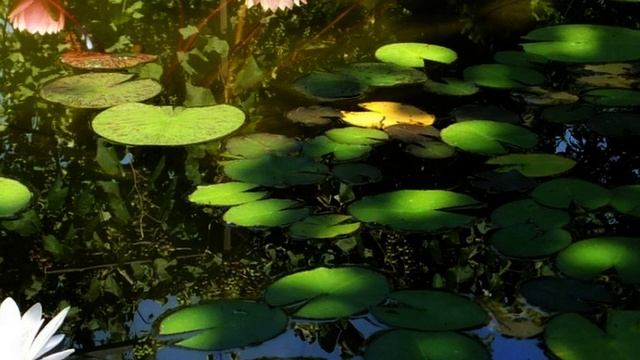 Звуки природы у пруда