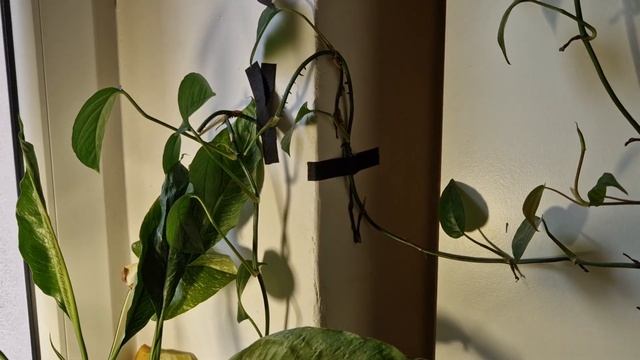 Korzenie powietrzne na ścianie смотреть онлайн