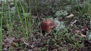 Пришел в сосновый лес за боровиками на старое, многократно проверенное место 🍄🌲