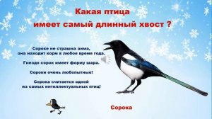 Зимующие птицы