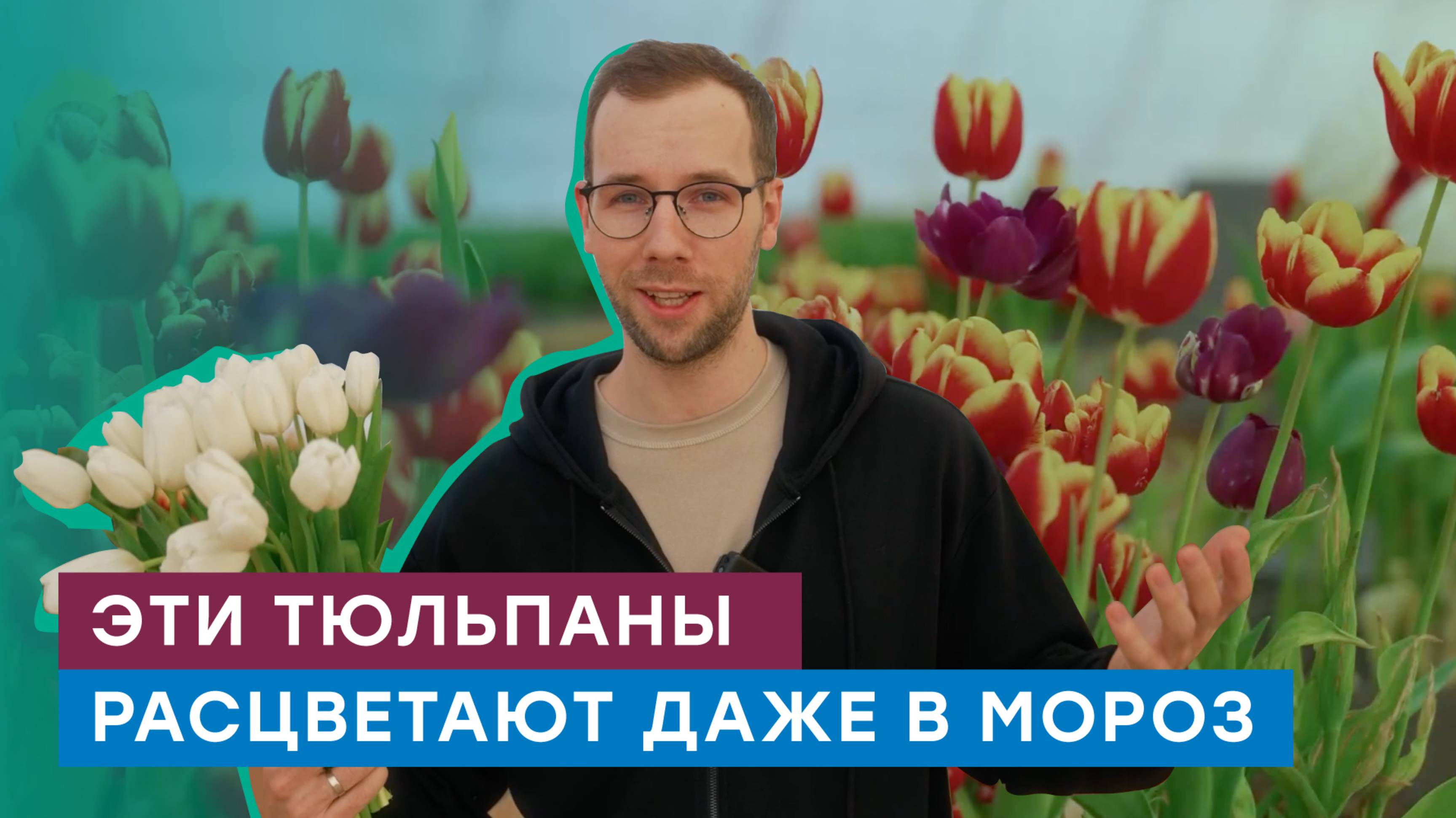 50 тысяч тюльпанов распустились в сердце Сибири накануне 8 марта смотреть онлайн