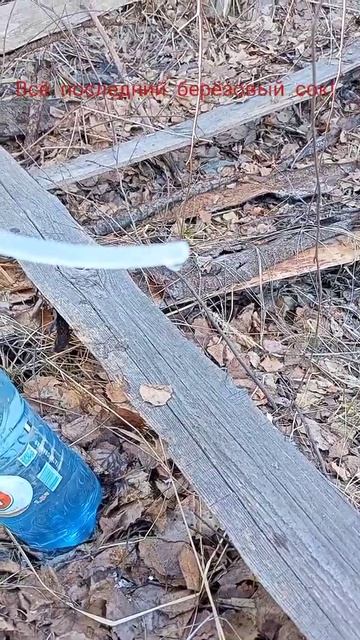 #shorts Последний берёзовый сок! Он уже стал не вкусный !