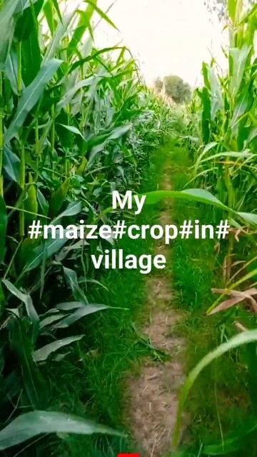 my#maize#crop#in#village# смотреть онлайн