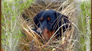 История жизни шотландского сеттера Ларса. Часть 1