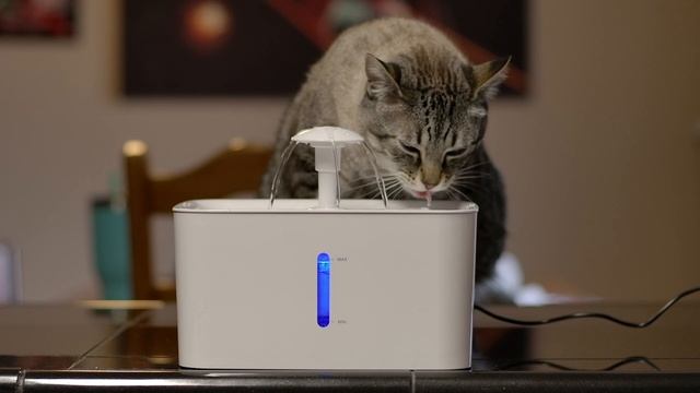Cat in blender original video | Cat in blender Guy смотреть онлайн
