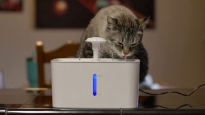 Cat in blender original video | Cat in blender Guy