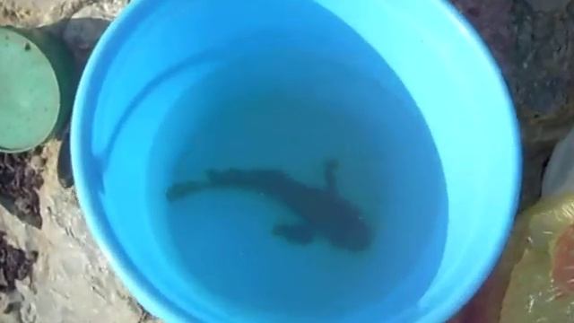 первый бычок на ейской косе